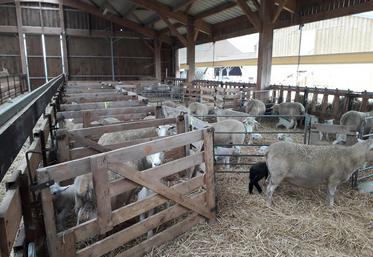 La surveillance des agnelages est plus facile quand la bergerie n’est pas chargée.