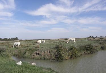 Vaches dans le marais de Brouage.