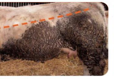 Critères de notation des salissures sèches animaux classés « D » - Très sale
Les zones de salissures s’étendent de la fesse (hanche) jusqu’à la pointe de l’épaule. Les salissures remontent sur le côté jusqu’en haut du flanc et forment une croûte épaisse.