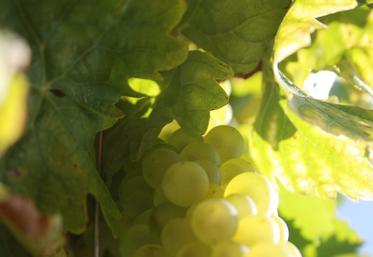 L'annonce fait suite au ralentissement des ventes du cognac depuis l'été 2022.