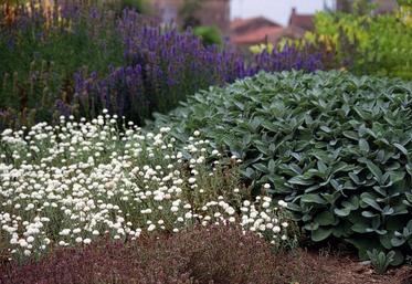Avec les plantes aromatiques et médicinales, «il n’y a pas une filière mais une multitude de petites filières avec des usages très diversifiés», assure Corinne Imbert.
