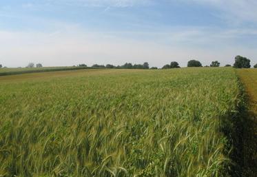 Une parcelle de méteil, en mélange pois-triticale.