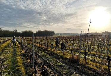 Pour financer le voyage, les élèves effectuent, parmi d’autres actions, de la taille de bois dans les parcelles de vignes du lycée.