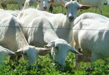 La journée Cap’vert organisée à l’INRA de Lusignan sur le site de Patuchev a présenté de nombreuses approches alimentaires en caprin.