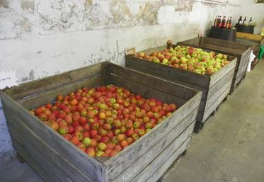 Selon les premières estimations, la récolte de pommes en France pourrait chuter de 8 % par rapport à 2016 et de 17 % par rapport à 2015.