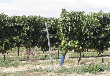 À partir de la campagne 2017/18, le dispositif d’aide à la restructuration du vignoble  change.