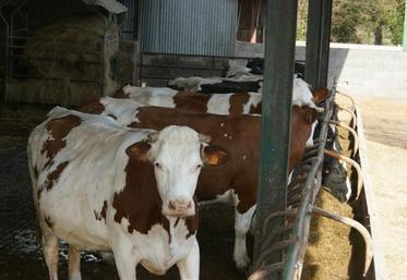 Depuis le 31 juillet dernier, un nouveau texte légal définit l’action de l’État face à la BVD.