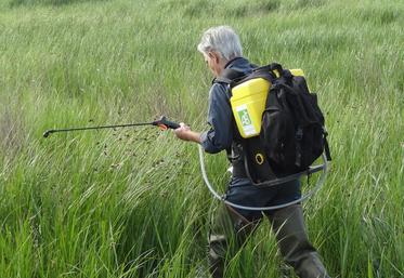 L’entomologiste Bruno Boultreau traite les larves de moustiques dans le marais de Rochefort.
