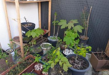 À la MFR, via des photos postées sur les réseaux sociaux, les élèves doivent reconnaître les essences.