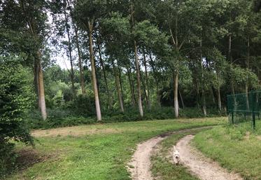 La forêt, ici à Royan, est trop peu utilisée.
