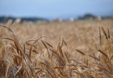 Produite principalement en Espagne, cette variété arrive sous nos latitudes.