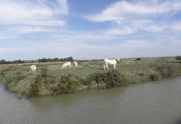 Les secteurs touchés sont les marais de Moëze, Montportail, Saint-Agnant, Saint-Jean-d'Angle et Marennes-Brouage.