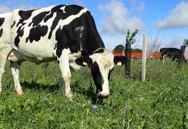 Prairie multi-espèces avec de la chicorée et bientôt des arbres fourragers à pâturer aussi en été.