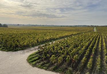 En perte de vitesse, le vignoble bordelais voudrait procéder à des arrachages primés définitifs.