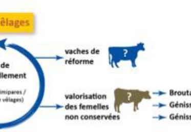 Quelle stratégie de renouvellement et quelle valorisation des génisses ?