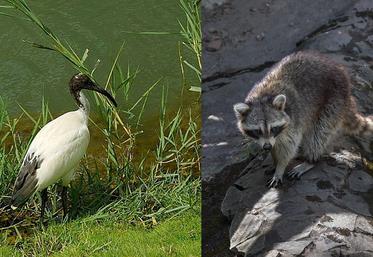 L'ibis sacré et le raton laveur font partie des espèces envahissantes.