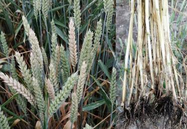 Deux exemples de dégâts de piétin échaudage : à gauche, de petits foyers de plantes échaudées par la maladie ; à droite, un système racinaire extrêmement nécrosé, avec des manchons noirs.