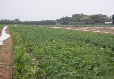 L’ACPEL a mené 13 actions en 2019, notamment sur les cultures de pommes de terre.