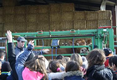La pesée d’une vache a suscité de l’intérêt auprès des élèves.