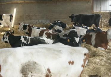 La filière française laitière représente environ 250 000 emplois, pour un chiffre d'affaires de 30 milliards d'euros.