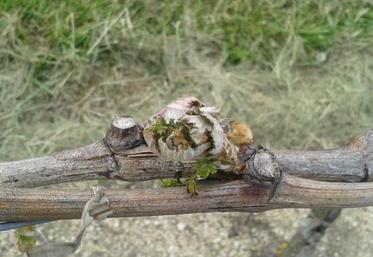 A -2°C, les bourgeons ont été assez sérieusement endommagés en pays-bas charentais, le 25 avril.