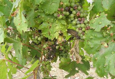 Les vignes ont souffert des conditions climatiques : gel, grêle et sécheresse.