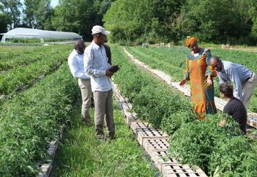 Visite de l’exploitation maraîchère de Laurent Bourdeau, à St Christophe.