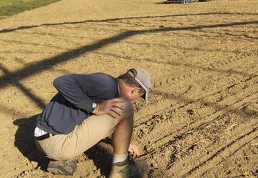 Soigner la qualité du lit de semence d'autant plus que la levée sera compliquée en situation sèche.