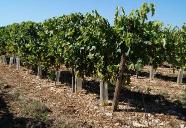 Les représentants de la filière cognac ont obtenu une disposition juridique mettant un terme aux transferts de vignes.