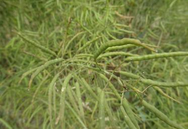 Selon Gwendal Chollet, «le très faible rayonnement durant la floraison a limité le nombre de siliques.»