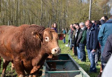 Les éleveurs sélectionneurs ont fait le tour des animaux du troupeau de 35 vaches Limousines du Gaec Rimbault-Brassac.