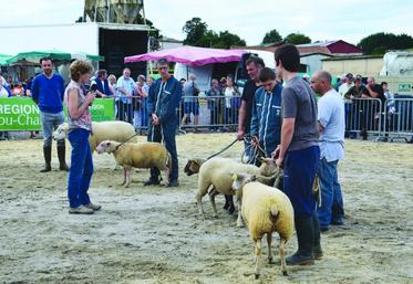 Un troisième concours sur les races rustiques est organisé, cette année.