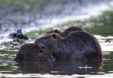 Le ragondin est porteur de la leptospirose, une maladie transmissible à l’homme et pouvant être mortelle. 