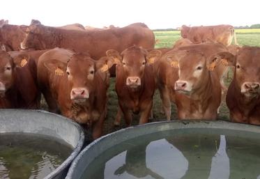 Chez les bovins touchés par la MHE, les signes cliniques sont proches de la FCO.