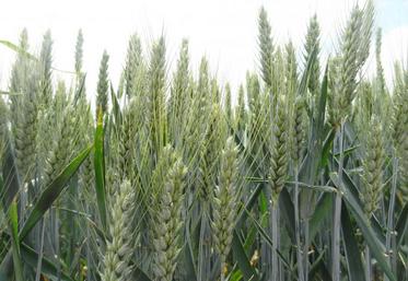 Un début de cycle en déficit hydrique. L’automne et l’hiver sont déficitaires en pluie, mars est plus humide, avril est à nouveau sec, il faut attendre mai pour retrouver des pluies significatives et plus ou moins importantes suivant les secteurs. Les températures caniculaires en fin de cycle avancent les récoltes d’une bonne semaine par rapport à d’habitude.