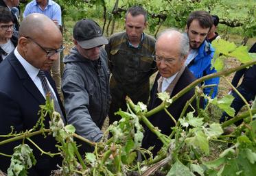 Le préfet de Charente est venu constater les dégâts dans les vignes du Rouillacais, accompagné de François Bonneau, président du Département.