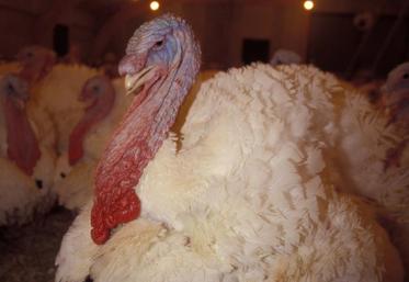 À la Chapelle-Bâton dans les Deux-Sèvres, c’est un élevage de dindons qui a été entièrement décimé par la grippe aviaire.