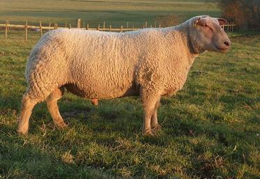 Bélier, reproduction, Ovin