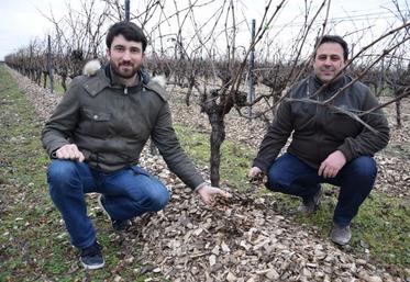 Frédéric Bourgoin et Stéphane Martin montrent le mulch de bois fragmenté disposé au pied des vignes.