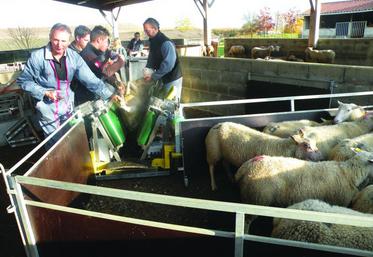 Un parc de contention permet de gagner du temps et de réduire la pénibilité de certains chantiers en élevages ovins.