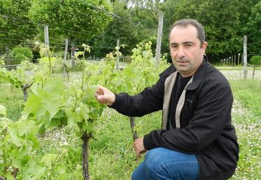Sébastien Julliard, directeur du Conservatoire du vignoble charentais a travaillé sur une ancienne pépinières de vignes américaines sur l’île d’Oléron.