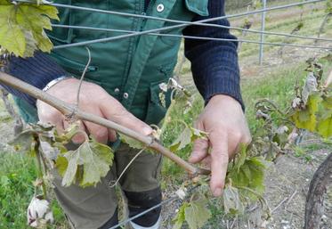 Vignes touchées par le gel à Lamérac.