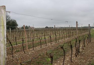 Conserver la maximum de végétation dans la vigne après le passage de la grêle.