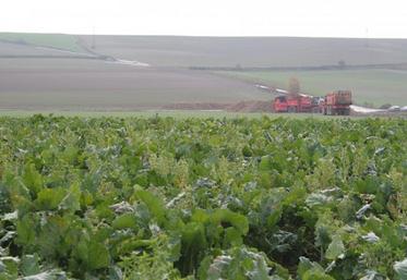 Culture de betterave