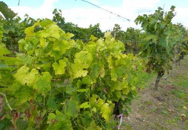 Par opposition au cep sain (en second plan), le cep malade est très jaune.