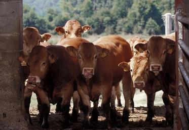 Les éleveurs de bovins viande font monter la pression avant la table nationale du 17 juin.