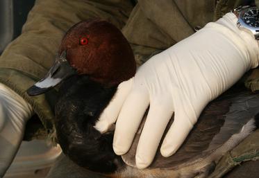 Canard, faune sauvage