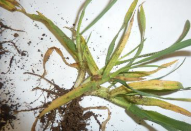 Orge, jaunissement, Arvalis-Institut du végétal