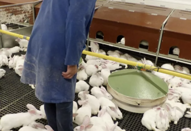 Cuniculture, parc bien-être, Terrena