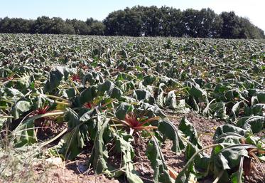 Plants de betteraves fourragères.